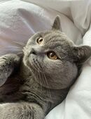 BKH Deckkater mit Stammbaum in Blue in 02997