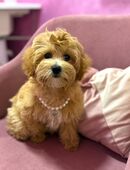 Maltipoo Toy 🐶✨ in 8303
