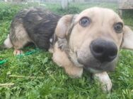 Baby 🐾❤️ MICHEL wartet auf seine Famili - Eichendorf