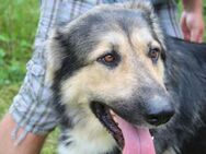 Balu❤️derzeit in 49143 Bissendorf - Rott (Inn)