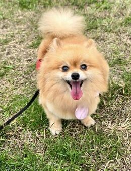 Ruhiges Zuhause für liebevolle TIANA ♥️ - München