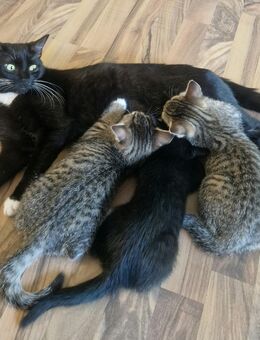 Drei Katzenbabys - Saarbrücken