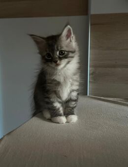 Main coon kitten - Mandelbachtal