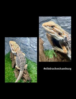 No.5 Citrus Red Blue Bartagame male (pogona vitticeps) NZ 4-25 - Hamburg Wandsbek