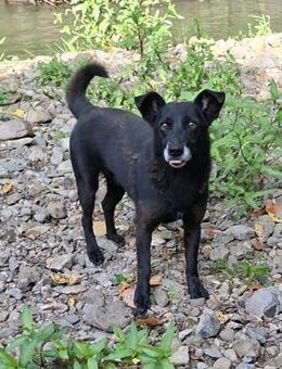 Freddy - Weilmünster