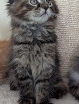 Wunderschöne Reinrassige Main Coon Kitten XXL - Wiesbaden Nordenstadt
