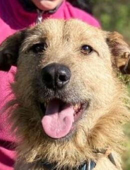 Hundejunge BREEZE - Gefrees