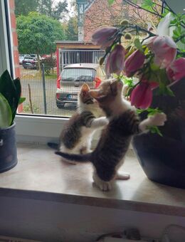 🐾 Süße Kätzchen suchen ein liebevolles Zuhause 🏡 - Krefeld