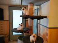 Heilige Birma Ragdoll Mix Kitten - Wilster Zentrum