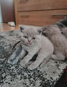 BKH Kitten - Germersheim