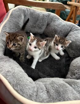 Katzen Kitten ab Mitte September abzugeben - Naunhof