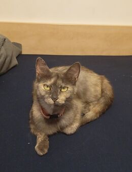 2 wunderschönen Katzen suchen ein liebevolles Zuhause - München
