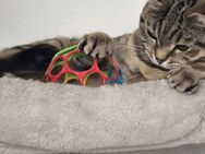 BKH Katze Weiblich 1 Jahr und 4 Monate alt - Berlin