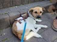Buddy - Charmeur mit Knicköhrchen - Löwenberger Land