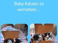 Katzen Babies zu vermitteln 4 Wochen alt - Frankfurt (Main) Bonames