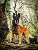 Muskulöser Malinois Deckrüde | Belgischer Schäferhund in 76297