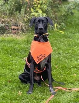 Kaja - sensibler Doggen-Mix - Löwenberger Land