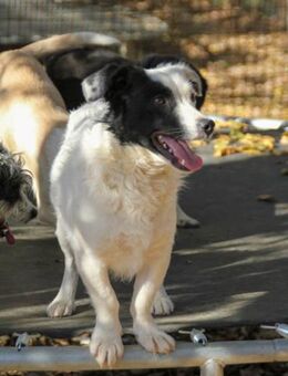 Pupin wartet auf seine Menschen - Schwabach