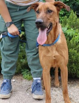 Max, geb. 01.04.2024, ca. 60 cm groß - Lünen