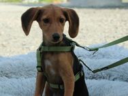Marley unser kleiner Charmeur... - Hagen (Stadt der FernUniversität)