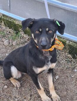 💕Liebenswerte Yasmin💫 - Eislingen (Fils)