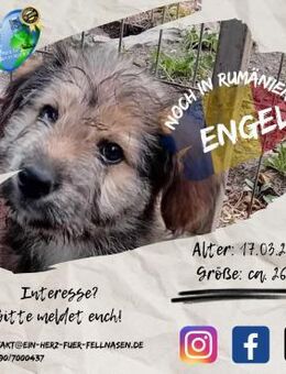 ENGEL - eine von 6 kleinen Rabauken - Waakirchen