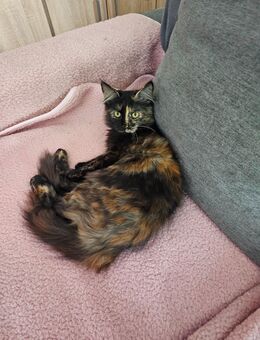 noch 3 Typvoller Maine Coon Mädchen suchen Traumzuhause - Rüsselsheim