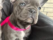 Französische Bulldogge Hündin *Blue* - Espelkamp