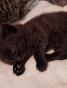 Reinrassige BKH Kitten in SONDERFARBEN - Stuttgart