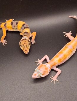 Leopardgecko Babys NZ 2025 (E.macularius) - Steinigtwolmsdorf