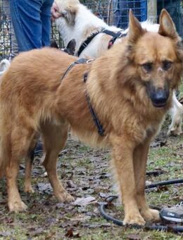 Sudan, lernfreudig, offen, neugierig - Westerholt