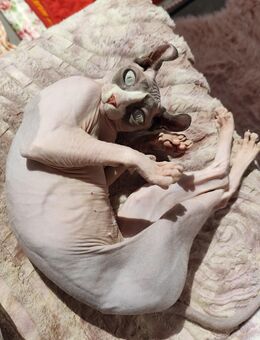Sphynx weiblich 3 Jahre - Kassel Wolfsanger-Hasenhecke