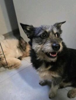 SHERLOCK-kleiner Hund,großes Herz ! - Nettetal