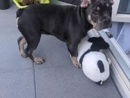 Liebevoller Bulldoggen Rüde - Herzogenrath