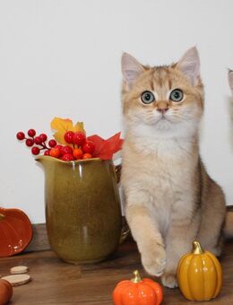 Bkh Kitten Britische Kurzhaar Katze Kater golden shaded ABSOFORT - Petersberg (Hessen)