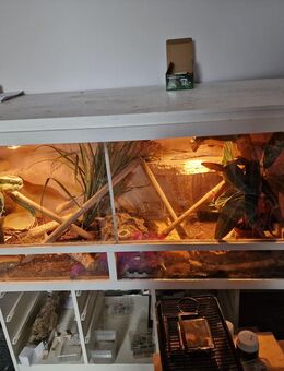 Madagaskar Taggeckos Pärchen - Brackel