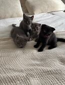 Reinrassiger Britisch Kurzhaar Kater in 76684