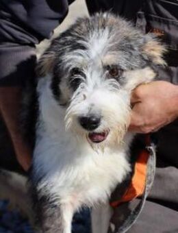 Lania - verspielte Hündin - Lohra