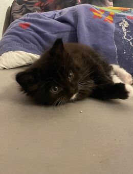 Meine coon Mix kitten - Kall