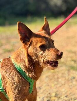 Bester Freund gesucht ?Dann ist es FELIX - Völklingen