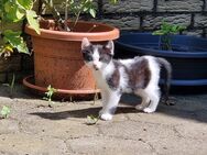 Kitten suchen ein neues zu Hause - Wendeburg