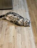 BKH Deckkater in 93133