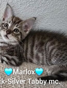 Maine Coon Mix Kitten - Solingen (Klingenstadt)