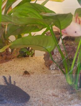 Axolotl abzugeben - Mönchengladbach