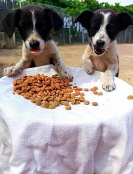 Tilly und Ihre 2 Welpen - Schwaig (Nürnberg)