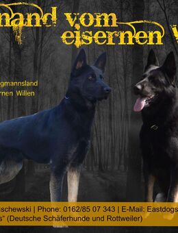 Deutscher Schäferhund (Deckrüde) Kein Verkauf - Hochkirch