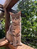 Luna sucht ein besonderes Zuhause mit Herz # Tierschutz in 92318