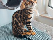 Exotik auf vier Pfoten - nur für echte Liebhaber Bengalkatze, Kätzchen - Plüderhausen