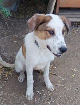 CLIFF sucht ein tolles Zuhause - Sehnde