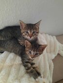 Katzen Babys, 3 Mädels und ein Junge suchen ein Zuhause in 49716